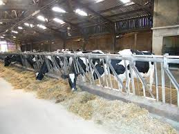 Locuri de munca la ferma de animale in Germania/1400 euro