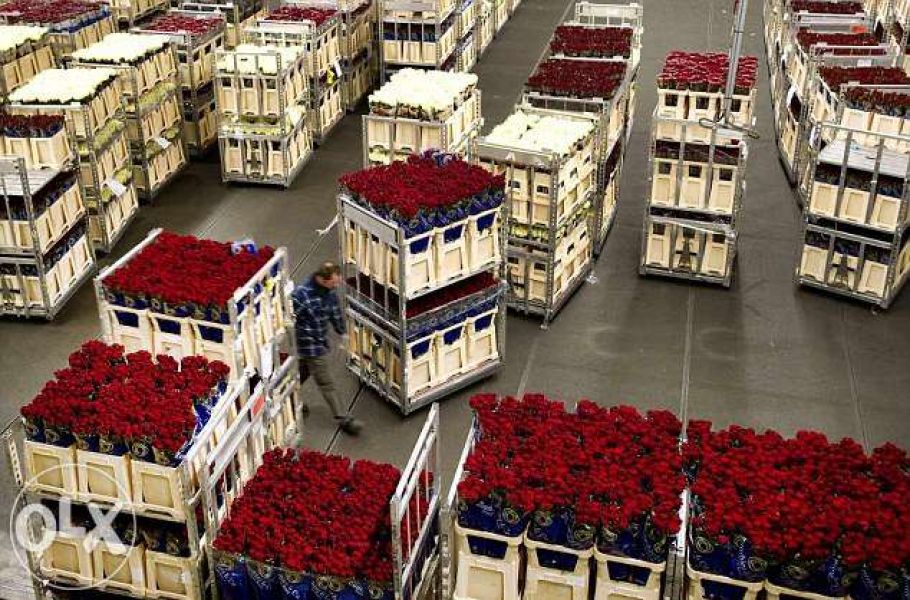 Depozite de flori in Germania 1600 euro
