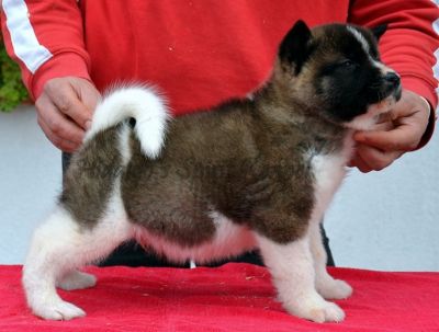 Pui Akita American