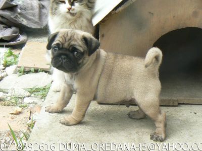 Pui MOPS-PUG