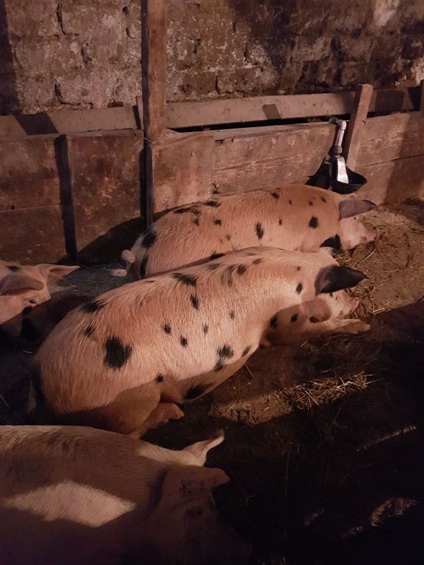 Vand porci de carne :duroc, pietrain,