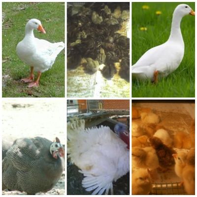 vand pui de gaina curca bibilica boboci de rata si gasca