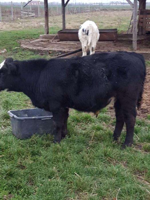 Vand vitei pentru carne in viu sau taiati.
