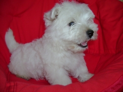 Vand Pui West Highland White Terrier - Westie