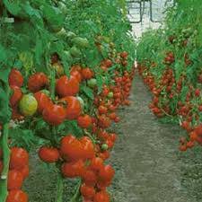 Munca in agricultura la Sere  Danemarca/ 2100 euro