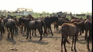 Ferme de animale in Germania
