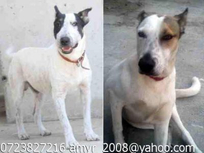 Metisi bull-terrier spre adoptie