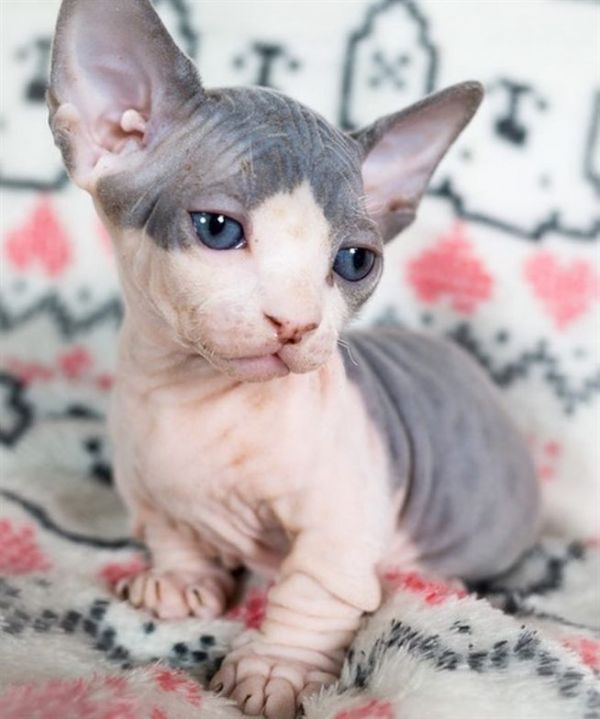 Sunt disponibile pisoi Sphynx sănătoși