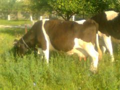 Vand  6 vaci  Holstein  ,