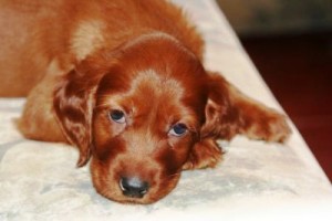 Vand pui de setter irlandez rosu