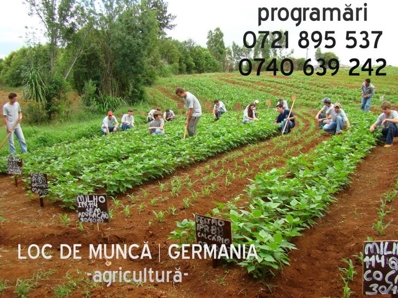 Muncitori in agricultura, Germania 1400-1600 Euro.