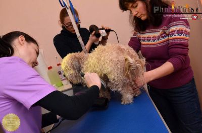 Curs coafor canin la Bucuresti In plus, tunsori gratuite pentru catei