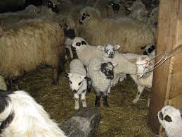 Ferme de animale in Germania 1400 euro
