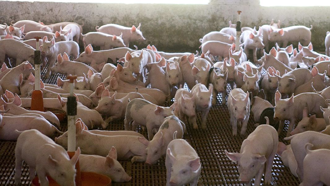 Deplasari imediate la ferme in Germania