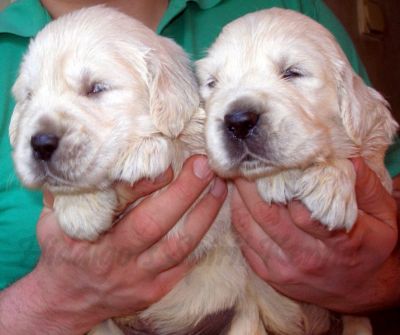 Pui Golden Retriever Hidalgos Spirit