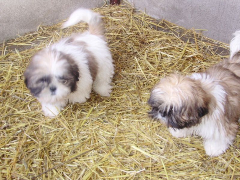 SHIH-TZU !!