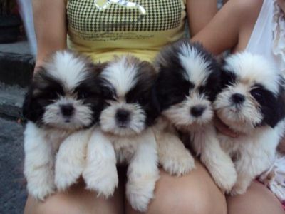 Shih-tzu  de 7 saptamini