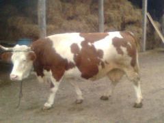 Vand 3 vaci, 2 Zimental si una Holstein,
