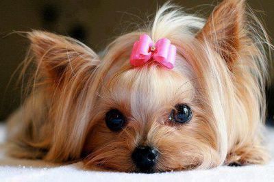 Frizerie canina la domciliul clientului