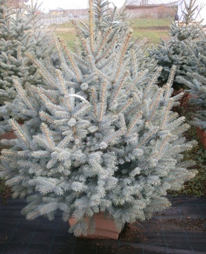 Tuia smarald plante ornamentale
