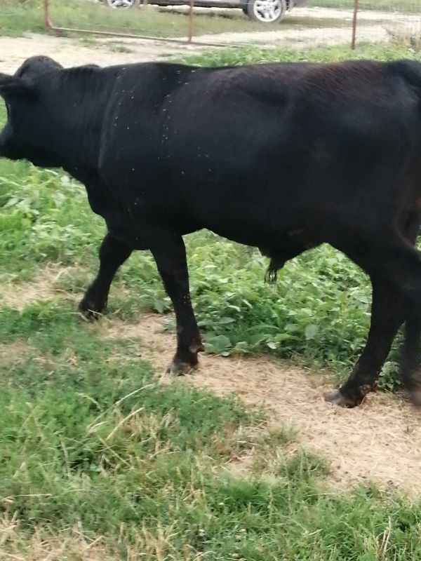 Vand un tauras rasa Angus si un vitel metis de charolaise