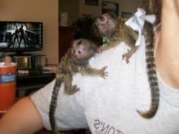  Maimuţe marmoset frumoase gata pentru adoptarea            