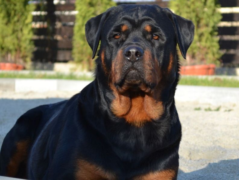 Vand pui Rottweiler      