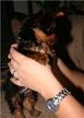 GIFT Yorkshire Terrier PUI.