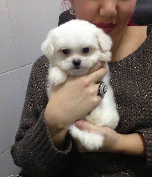 Bichon Maltez Toy 6kg.Mini Toy 4 kg, Super Mini Toy 3 kg,TEA CUP 2,5 K