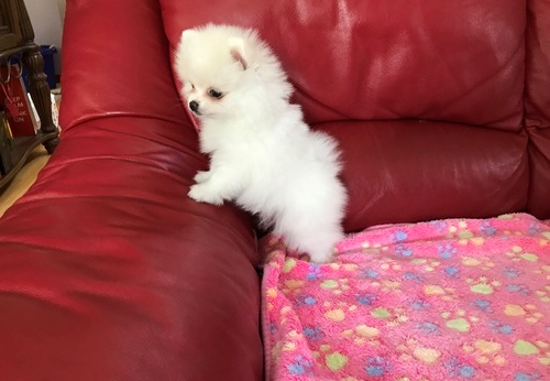 Pomeranian Albi și Maro,
