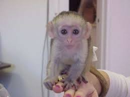 Emoționale Spinelli maimuțe capucin pentru adoptare gratuit   