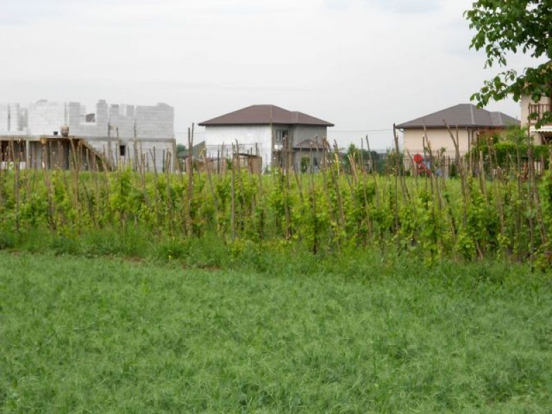 Vand terenuri de case in Comuna Berceni Ilfov