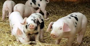 Personal la ferma de porci in Germania 1500 euro