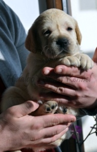 Pui Labrador Retriever AURII