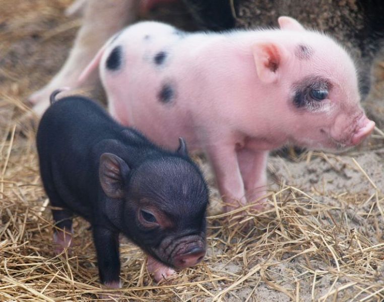 Personal la ferme de porci in Germania 1600 euro