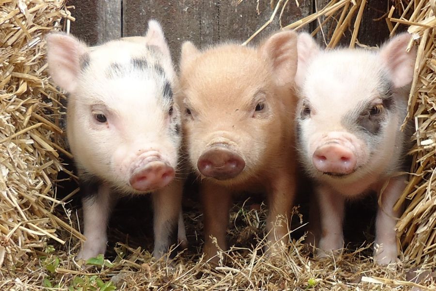 Ferme de porci in Germania 1500 euro