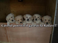 Catei Labrador de vanzare, pret de crescator