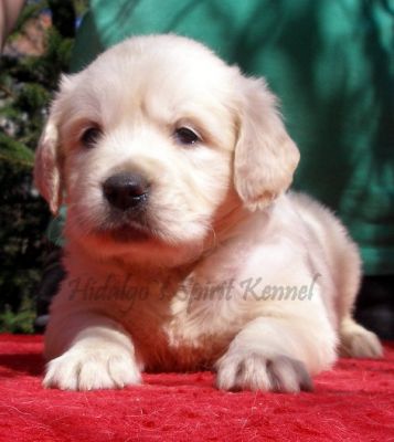 Pui Golden Retriever Hidalgos Spirit