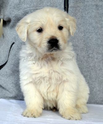 Pui Golden Retriever Hidalgos Spirit