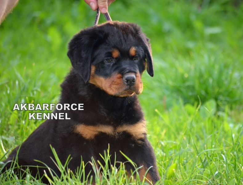 Canisa Akbarforce vinde pui Rottweiler cu pedigree