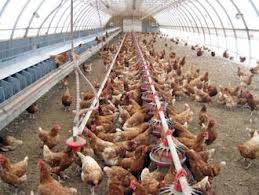 Ferme de animale germania 1000 euro/luna