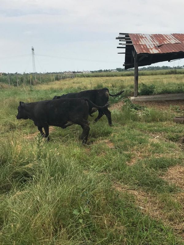 Vand o juninca si un tauras rasa Angus o