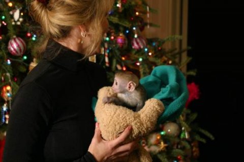 Maimuțe sănătoase bine socializate pentru X-Mass         
