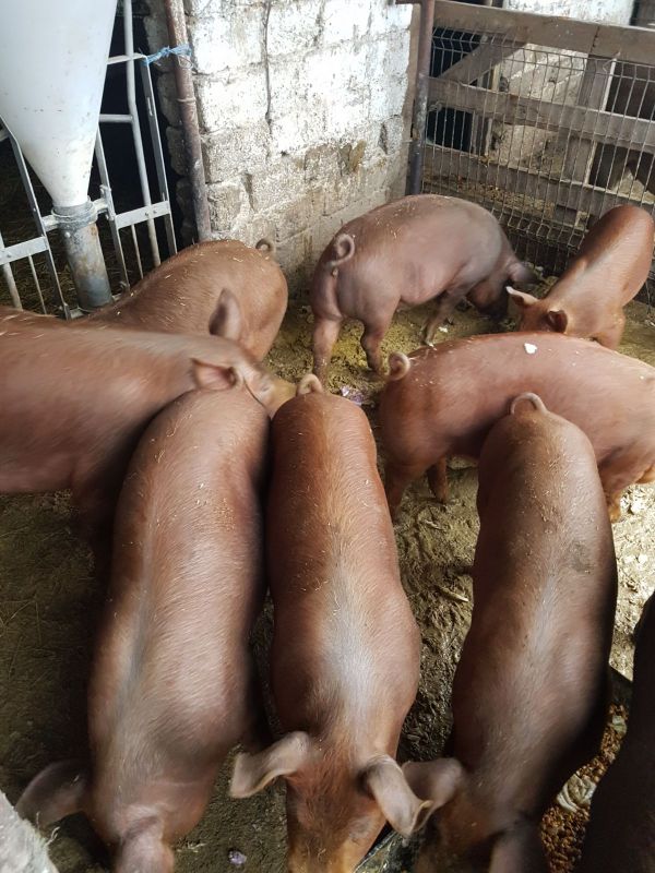 Vand purcei (porci) din rasa duroc,