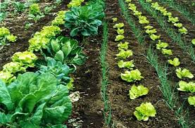 Doriti sa plecati in grup sau in cuplu in agricultura?