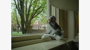  Scutece Maimuțe capucine antrenate pentru adopție       