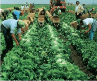Plecari urgente in Germania in fabrici si agricultura