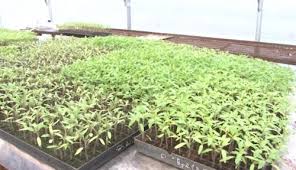 Plantat legume Danemarca/ 2000 euro
