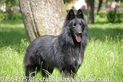Vand Ciobanesc Belgian Groenendael