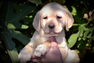 Pui Labrador Retriever Hidalgos Spirit